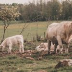 vache