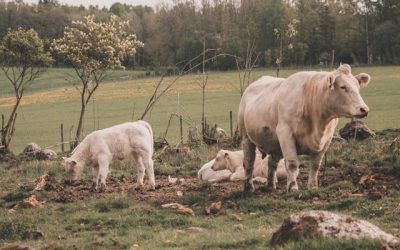 vache