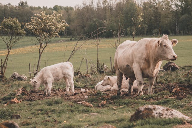 vache